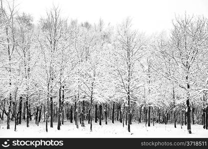 Beautiful landscape of glistening frost and snow covered trees