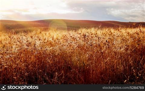 Beautiful landscape of golden dry wheat field in bright sunny day, amazing nature of countryside, autumn harvest season in Tuscany, Italy, Europe