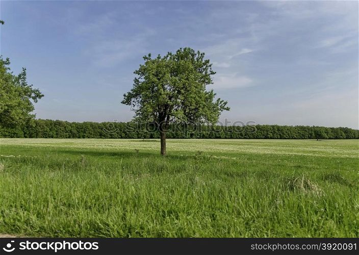 Beautiful landscape of green grass and trees in spring nature, Ludogorie, Bulgaria