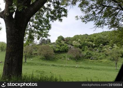 Beautiful landscape of green grass and trees in spring nature with desolate building, Ludogorie, Bulgaria