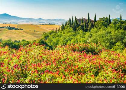 Beautiful landscape of hilly Tuscany in the sunny day at Valdocia Italy with the field of flowers, yellow wheat field and the cypress
