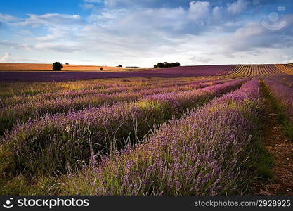 Beautiful landscape of lavender fields at sunset with dramatic sky