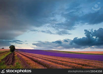 Beautiful landscape of lavender fields at sunset with dramatic sky