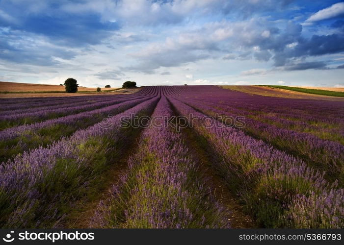 Beautiful landscape of lavender fields at sunset with dramatic sky