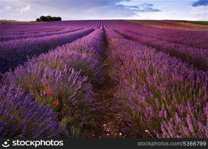 Beautiful landscape of lavender fields at sunset with dramatic sky