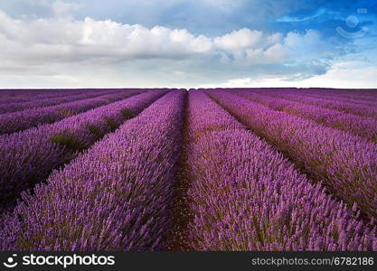 Beautiful landscape of lavender fields at sunset with dramatic sky