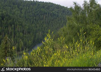 beautiful landscape of mountains among trees and plants