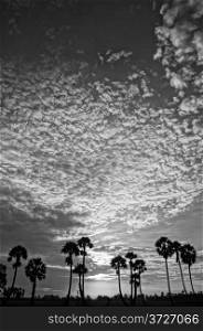 Beautiful landscape of nature with dramatic cloudscape and palm trees in silhouette under vast sky