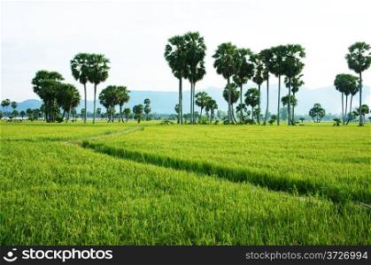 Beautiful landscape of nature with the path on green paddy field and palm trees in sunny day at countryside