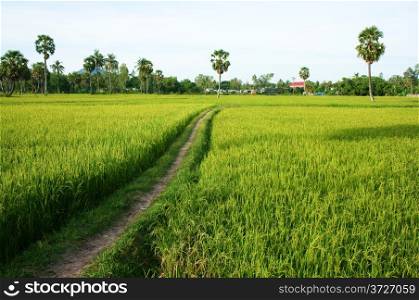 Beautiful landscape of nature with the path on green rice field and palm trees in sunny day at countryside