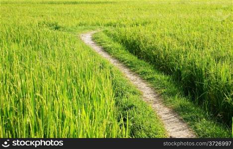 Beautiful landscape of nature with the way on green paddy field in sunny day at countryside