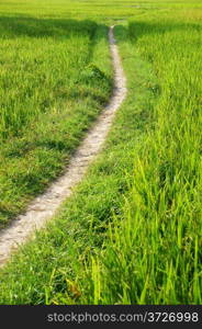 Beautiful landscape of nature with the way on green rice field in sunny day at countryside