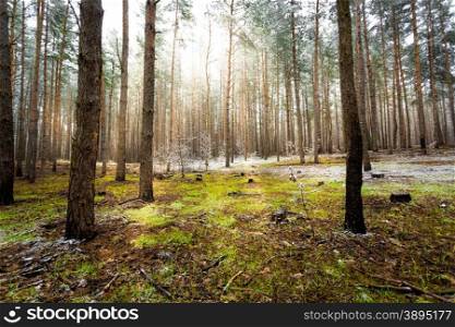 Beautiful landscape of pine forest at sunny spring day