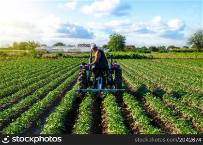 Beautiful landscape of potato plantation and a cultivator tractor. Field work cultivation. Farm machinery. Crop care, soil quality improvement. Plowing, loosening ground. Agroindustry and agribusiness