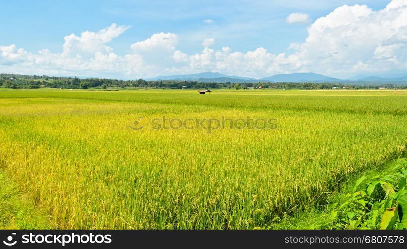 Beautiful landscape of rice fields in Thailand