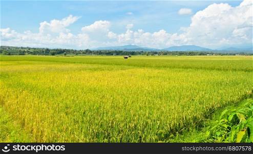 Beautiful landscape of rice fields in Thailand