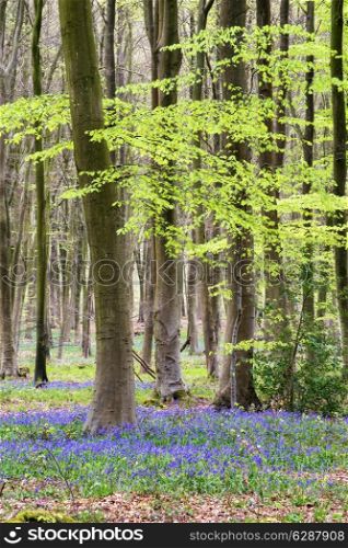 Beautiful landscape of Spring bluebells in forest