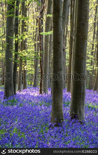 Beautiful landscape of Spring bluebells in forest