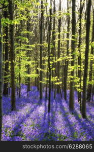 Beautiful landscape of Spring bluebells in forest