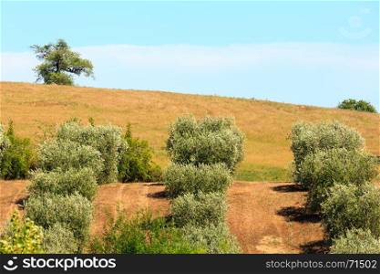 Beautiful landscape of summer countryside with a hill and olives garden.