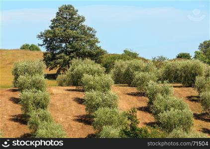 Beautiful landscape of summer countryside with olives garden.