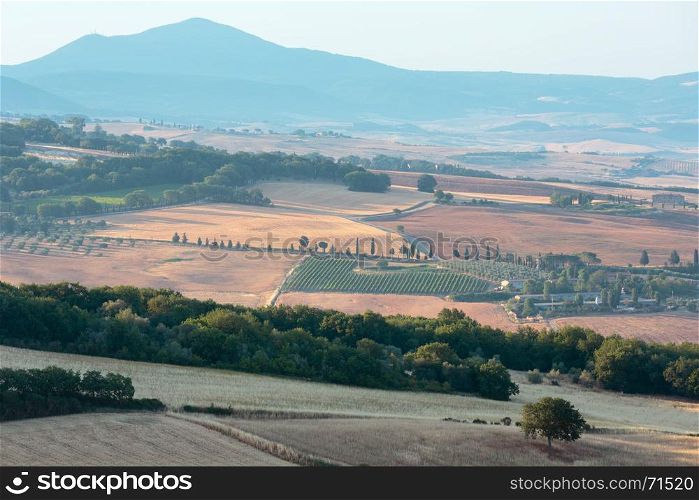 Beautiful landscape of summer countryside with wheat field and olives tree, cypress passes.