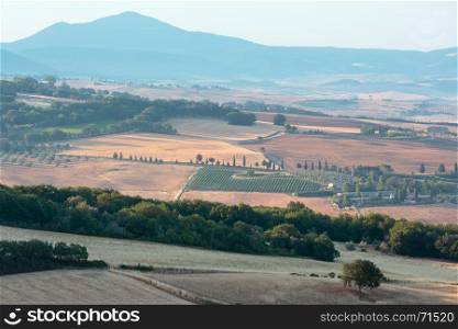 Beautiful landscape of summer countryside with wheat field and olives tree, cypress passes.