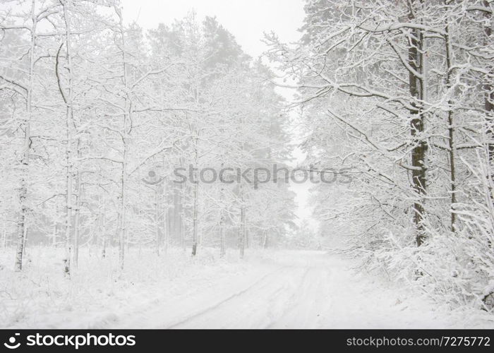 Beautiful landscape of the forest on a cold winter day with trees covered with snow. Snowfall in the forest in Latvia. Country road covered with snow. Winter in forest.