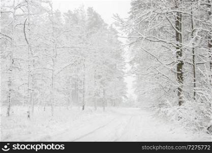 Beautiful landscape of the forest on a cold winter day with trees covered with snow. Snowfall in the forest in Latvia. Country road covered with snow. Winter in forest.