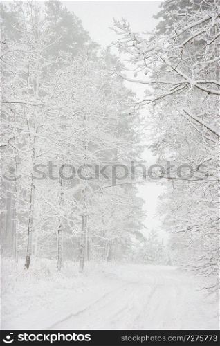 Beautiful landscape of the forest on a cold winter day with trees covered with snow. Snowfall in the forest in Latvia. Country road covered with snow. Winter in forest. 
