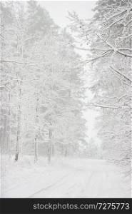 Beautiful landscape of the forest on a cold winter day with trees covered with snow. Snowfall in the forest in Latvia. Country road covered with snow. Winter in forest. 

