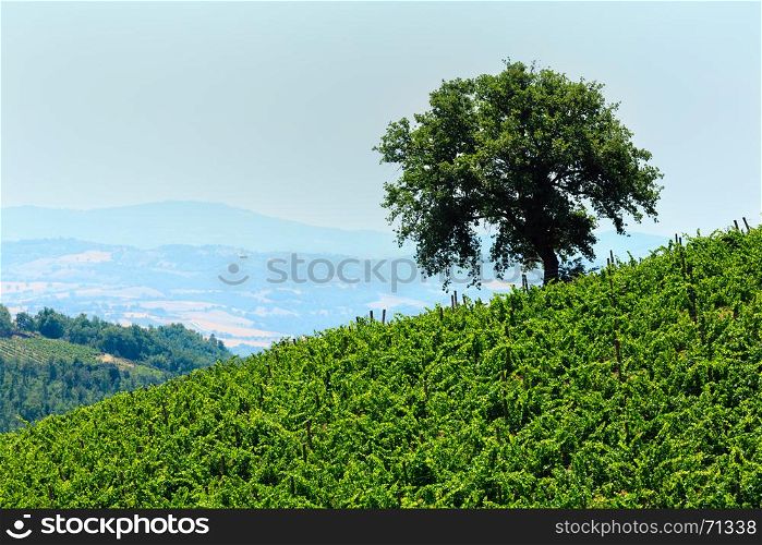 Beautiful landscape of Tuscany summer vineyard on hill and countryside in Italy.