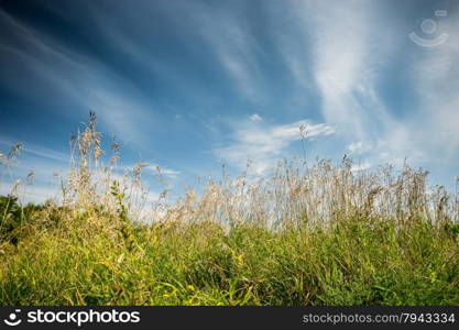 Beautiful landscape of ukrainian field at sunny day