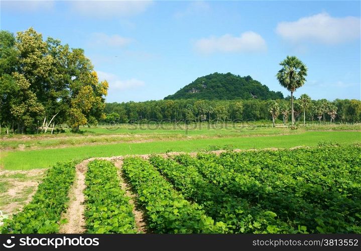 Beautiful landscape of Vietnamese village at Mekong Delta, Vietnam green agricultural farm, Pachyrhizus field, group of palm tree, moutain far away under blue sky