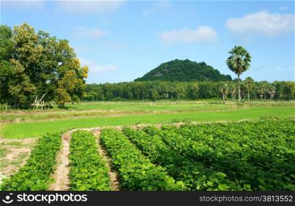 Beautiful landscape of Vietnamese village at Mekong Delta, Vietnam green agricultural farm, Pachyrhizus field, group of palm tree, moutain far away under blue sky