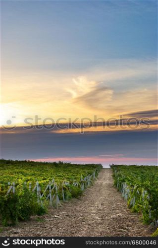 Beautiful landscape of vineyard. Nature composition.