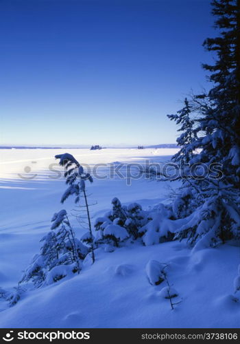 Beautiful landscape of winter forest