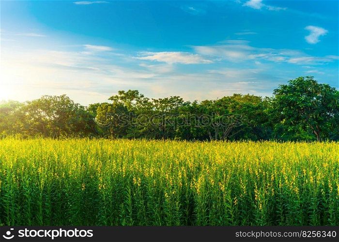 Beautiful landscape scenery of yellow sunn hemp field yellow flowering blooming in fields for soil improvement at sunset sky with white clouds in Thailand.
