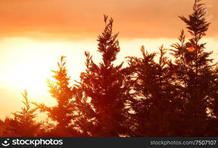 Beautiful landscape, silhouettes of a pine trees over bright yellow sunset sky background, tranquil view of wild nature, beauty of autumn season