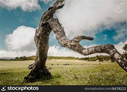 Beautiful landscape view of a trunk of a ancient tree