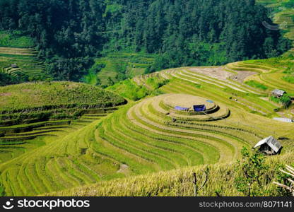 beautiful landscape view of rice terrace in mu cang chai City Mu cang cai is near by Sapa most popular vacation city in nortern of Vietnam