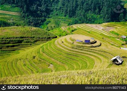 beautiful landscape view of rice terrace in mu cang chai City Mu cang cai is near by Sapa most popular vacation city in nortern of Vietnam