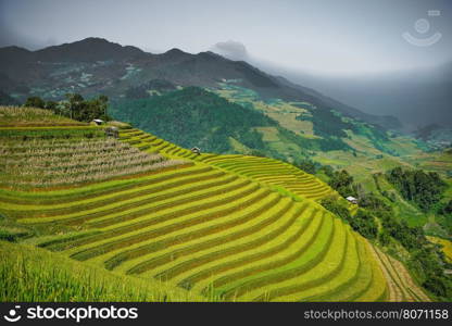 beautiful landscape view of rice terrace in mu cang chai City Mu cang cai is near by Sapa most popular vacation city in nortern of Vietnam