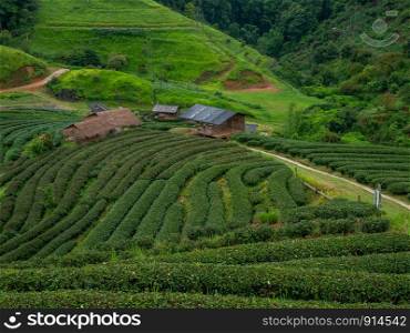 Beautiful landscape view of Tea Plantation 2,000 in the evening with raining at Angkhang mountain, Fang Chiang Mai. Tourist attraction in northern of Thailand.