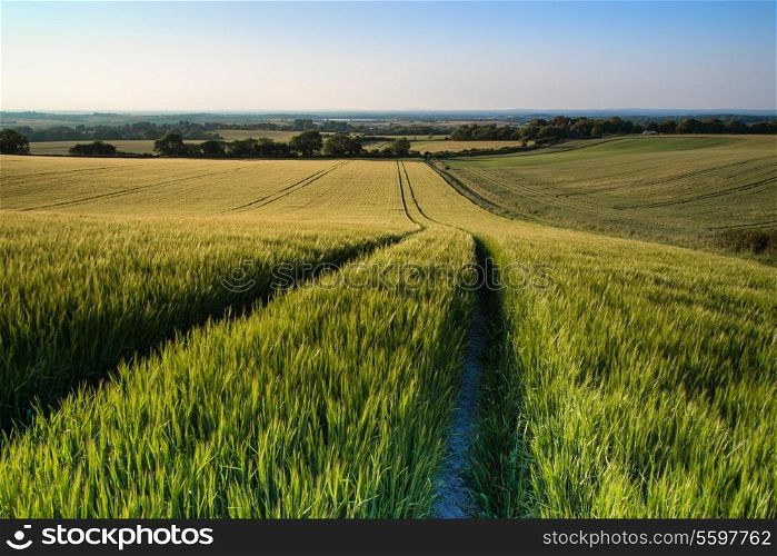 Beautiful landscape wheat field in Summer sunlight evening