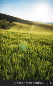 Beautiful landscape wheat field in Summer sunlight evening with added lens flare filter