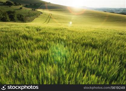 Beautiful landscape wheat field in Summer sunlight evening with added lens flare filter