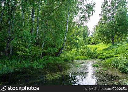 Beautiful landscape with a backwater, and large birch trees on the shore on a summer day.