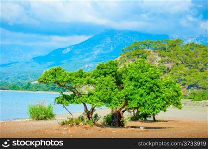 beautiful landscape with a green tree