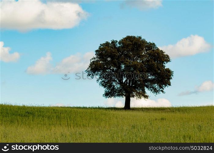 Beautiful landscape with a lonely holm oak in the meadow